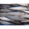 SeaFrozen Whole Pacific Mackerel WR Fish 300-400G